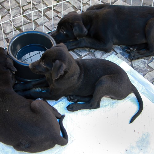 Cães e gatos ganham oportunidade de um novo lar em Barra Mansa